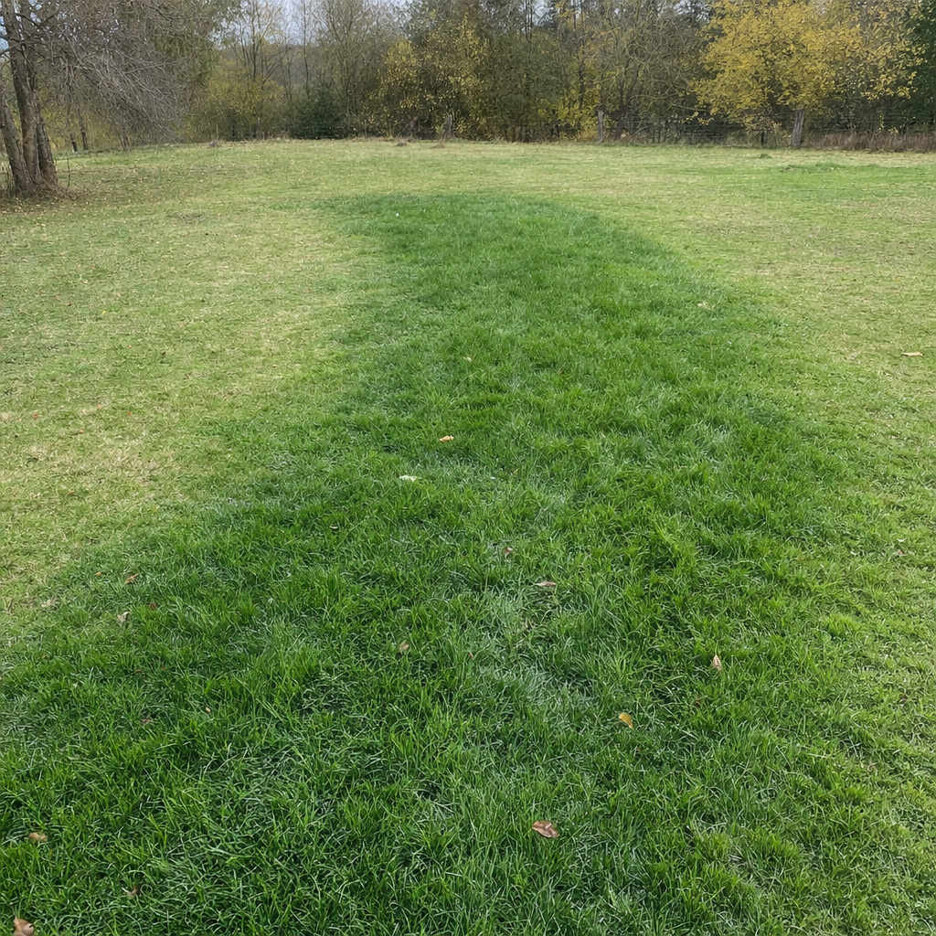 A soggy, unusually green patch of lawn over the drain field of a Astoria home, a sign the septic tank needs pumping